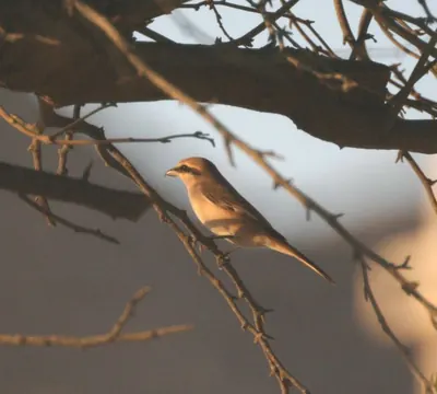 Rufous-tailed Shrike