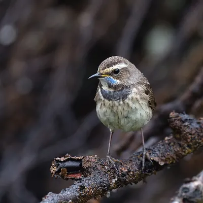 Bluethroat