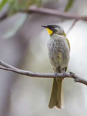 Yellow-throated Honeyeater