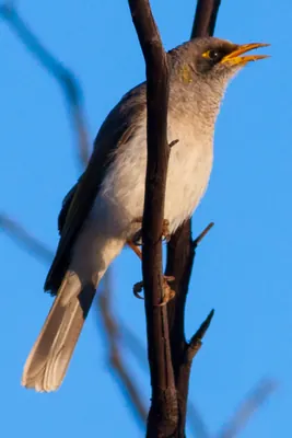 Black–eared Miner