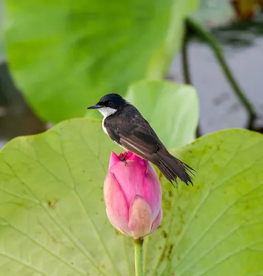 Paperbark Flycatcher