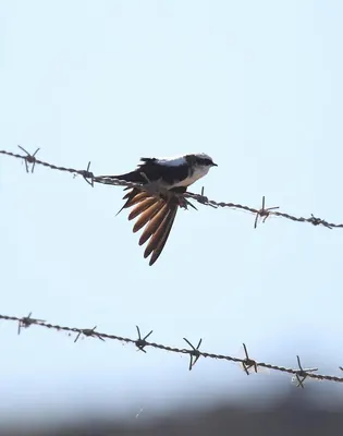 White-backed Swallow