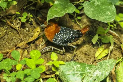 White-spotted Flufftail