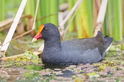 Dusky Moorhen