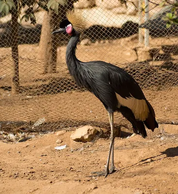 Black Crowned Crane
