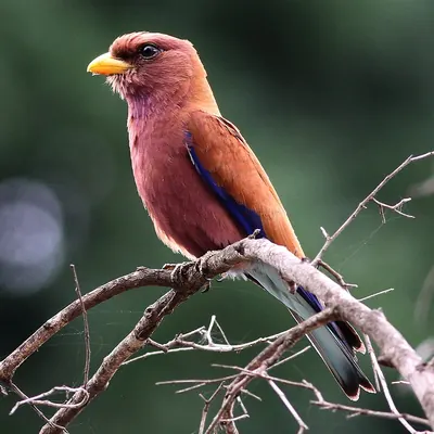 Broad-billed Roller