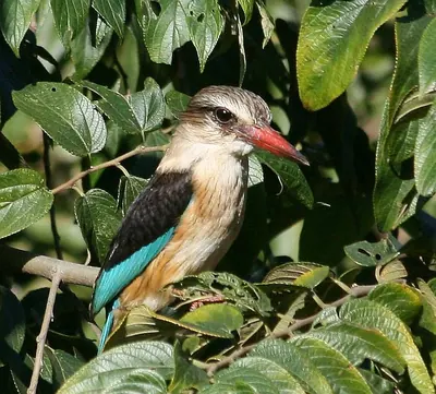Brown-headed Kingfisher