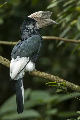 Grey-cheeked Hornbill
