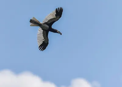 Piping Hornbill