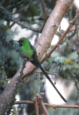 Green-tailed Trainbearer