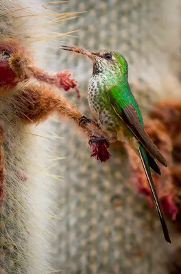 Black-tailed Trainbearer