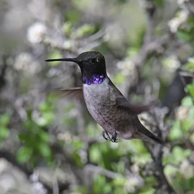 Black-chinned Hummingbird