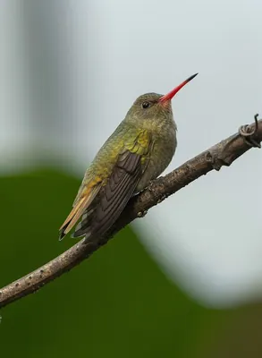 Gilded Hummingbird