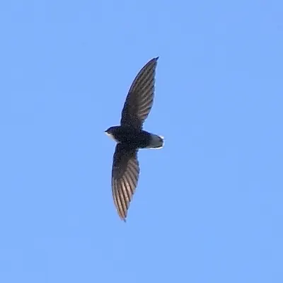 Short-tailed Swift