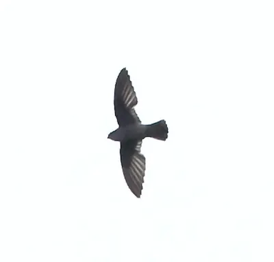 Band-rumped Swift