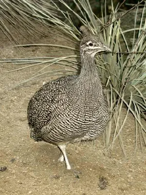 Elegant Crested Tinamou