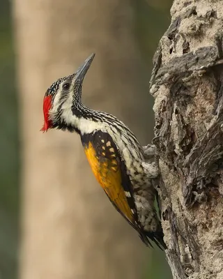 Black-rumped Flameback