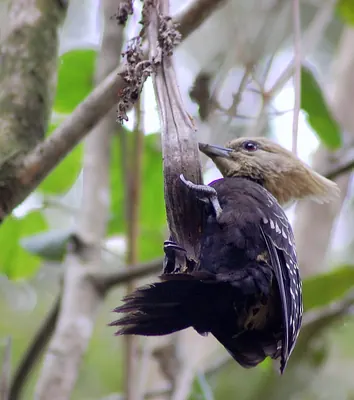 Blond-crested Woodpecker
