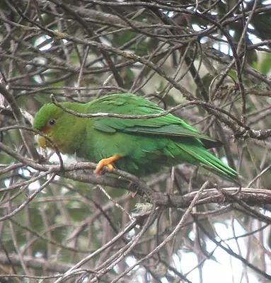 Rufous-fronted Parakeet