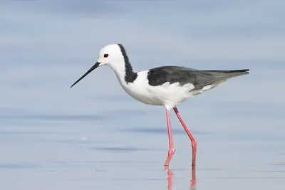 Pied Stilt