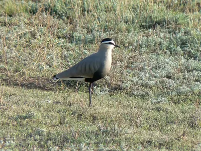 Sociable Plover