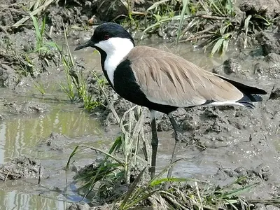 Spur-winged Lapwing