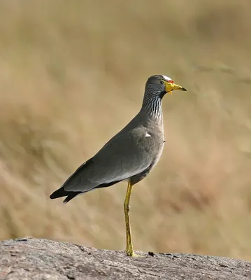 African Wattled Lapwing