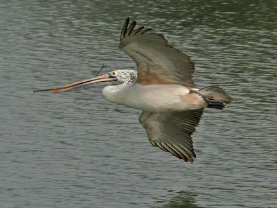 Grey Pelican