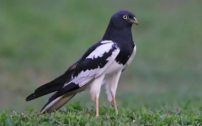 Pied Harrier