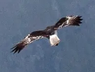 Reunion Marsh-harrier