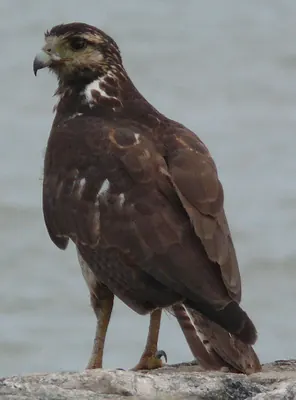 Long-winged Harrier