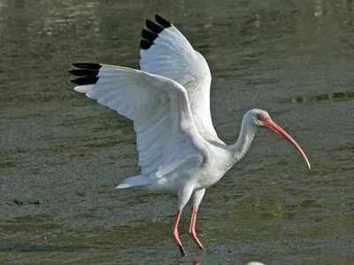 White Ibis