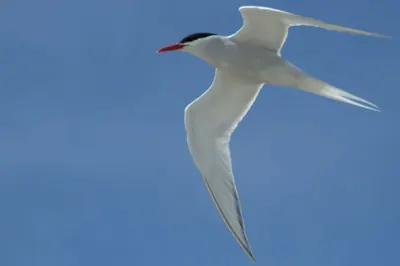South American Tern
