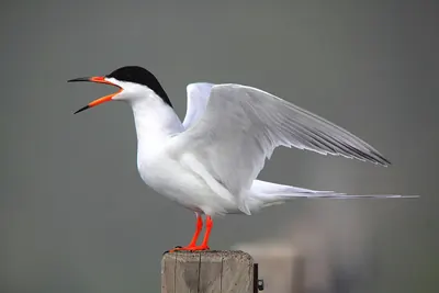 Forster's Tern