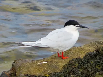 Roseate Tern