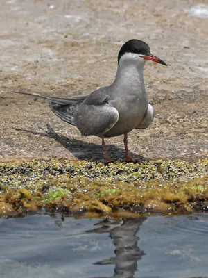 White-cheeked Tern