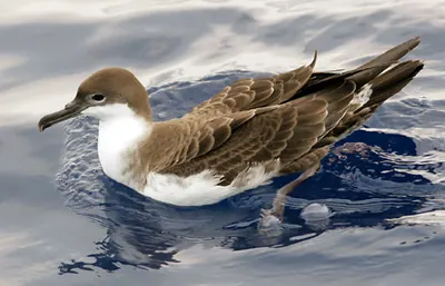 Great shearwater