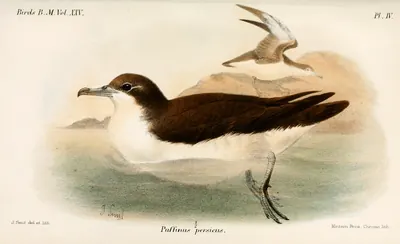 Persian Shearwater
