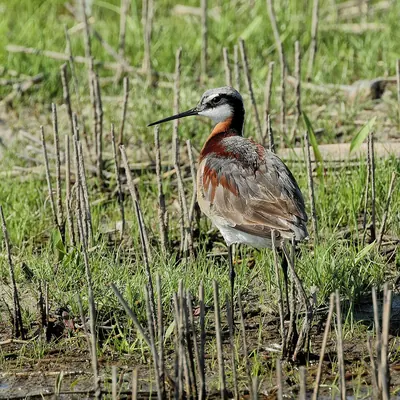 Wilson's Phalarope