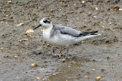 Grey (Red) Phalarope