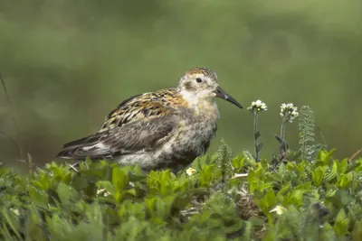 Rock Sandpiper