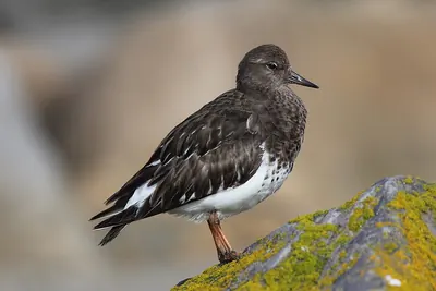 Black Turnstone