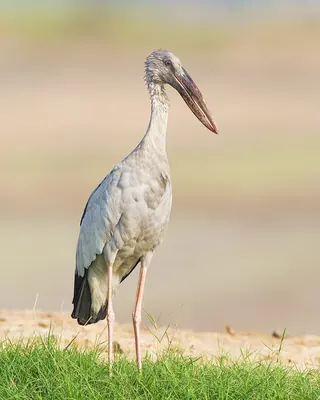 Asian Open-bill Stork