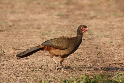 Chaco Chachalaca