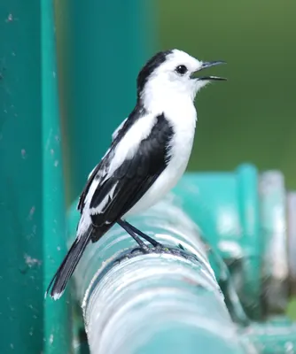 Pied Water Tyrant