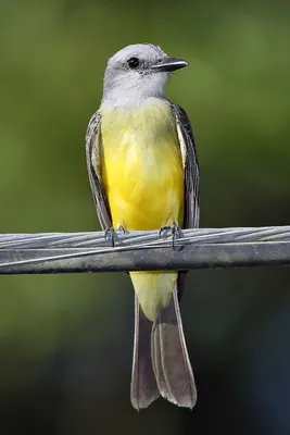 Tropical Kingbird