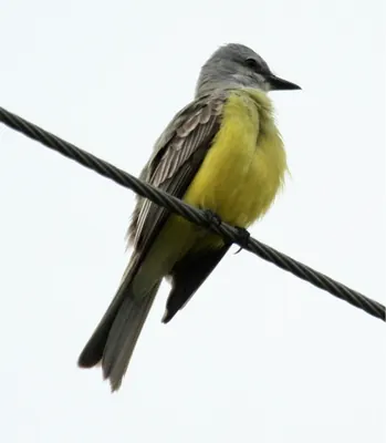 Couch's Kingbird
