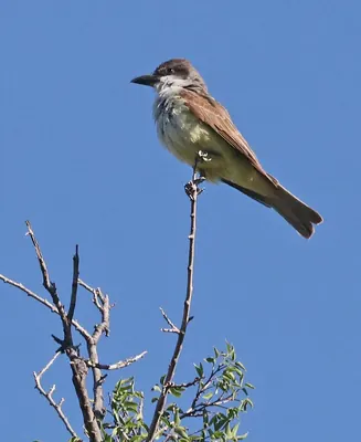 Thick-billed Kingbird