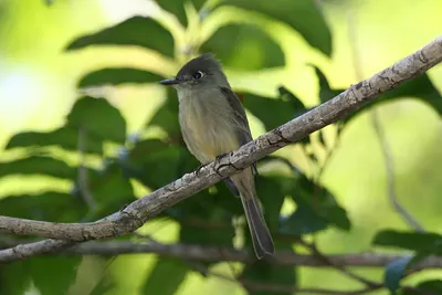 Cuban Pewee