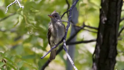 Greater Pewee